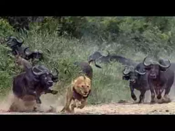 Video: TOP 10 ANIMALS TEAMWORK || When Animals fight - Power Teamwork of Wild Animals